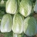 精品玲珑黄矮棵黄心白菜87/114白菜大量有货