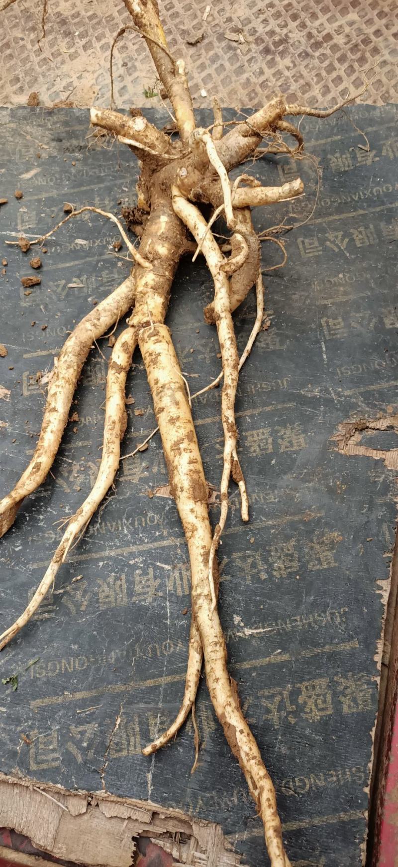 五年生鲜桔梗想要的可以联系我