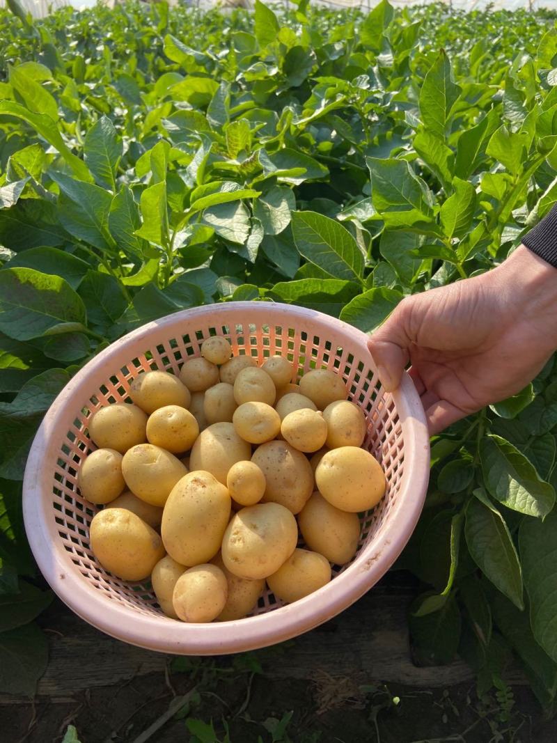 一两以下的小土豆黄皮黄心小土豆