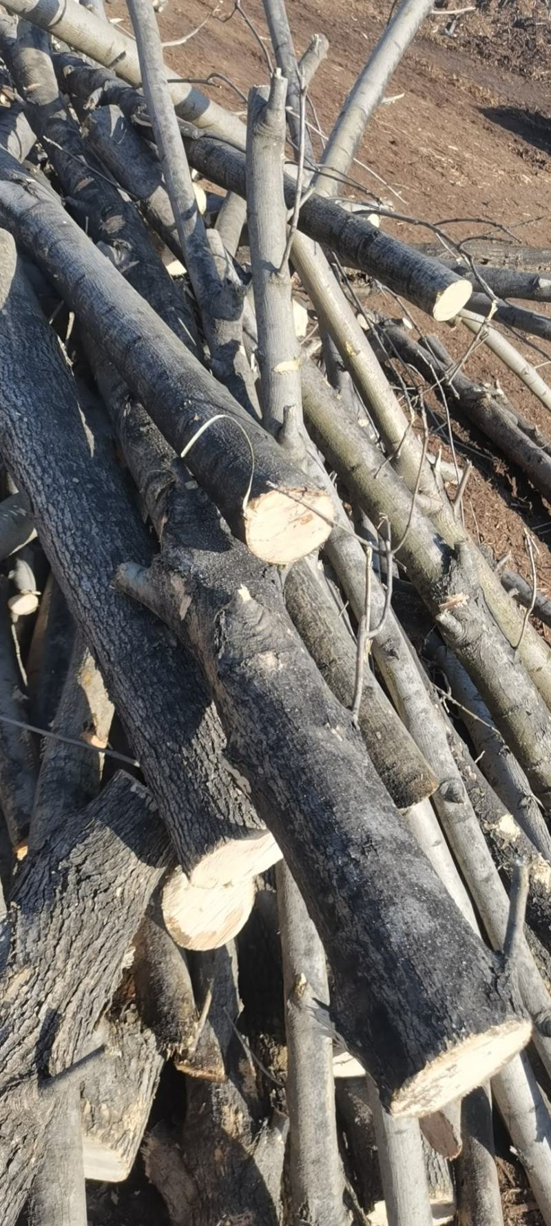 山东滨州本地大量出售杨木，白蜡木可视频看货欢迎联系
