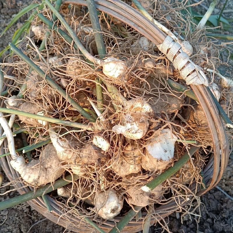 黄精种芽