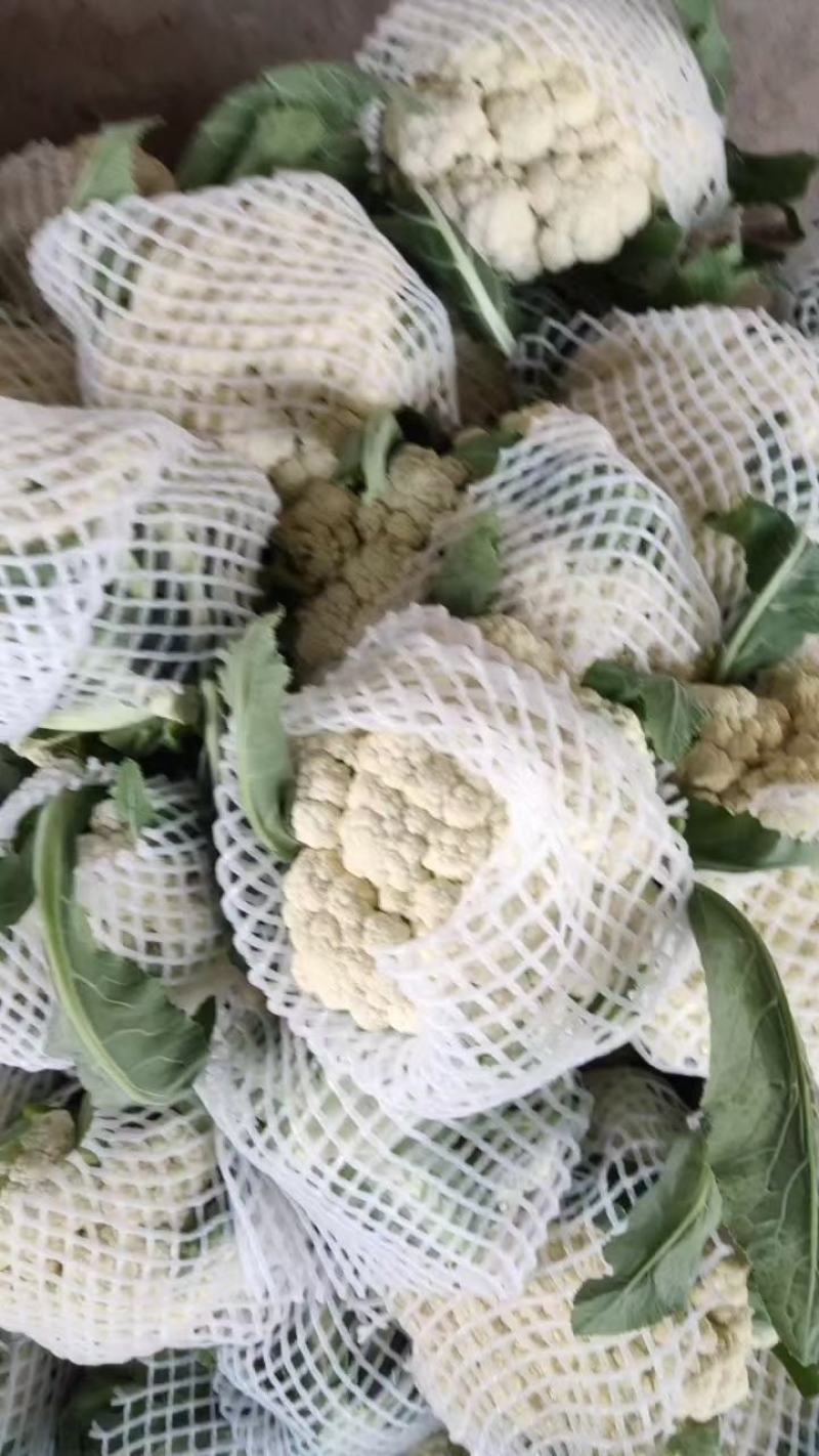 有机松花菜白面青梗散花质量保障个头均匀对接商超