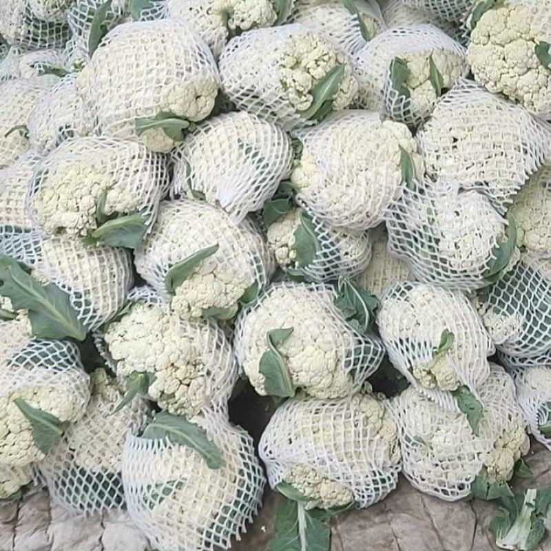 有机松花菜白面青梗散花质量保障个头均匀对接商超