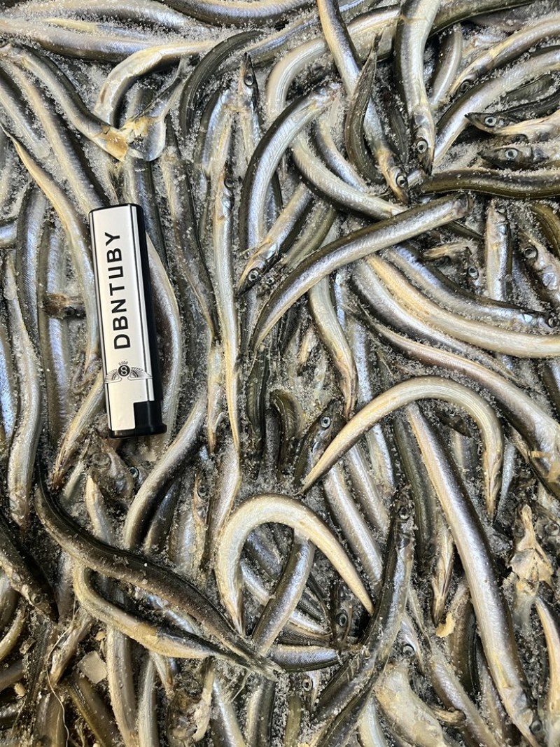 饲料鱼沙里钻船冻沙里钻大条小条