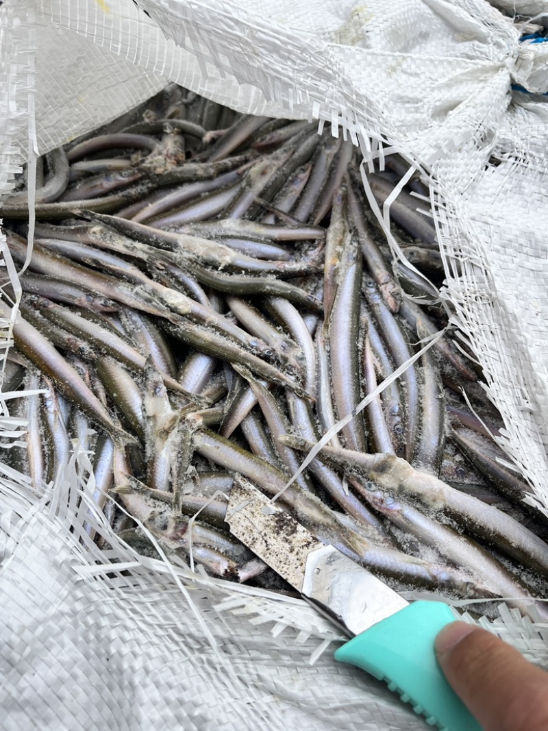 饲料鱼沙里钻船冻沙里钻大条小条