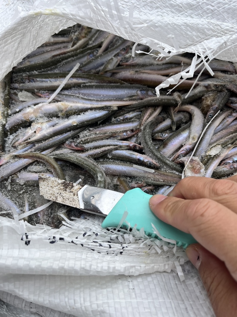 饲料鱼沙里钻船冻沙里钻大条小条