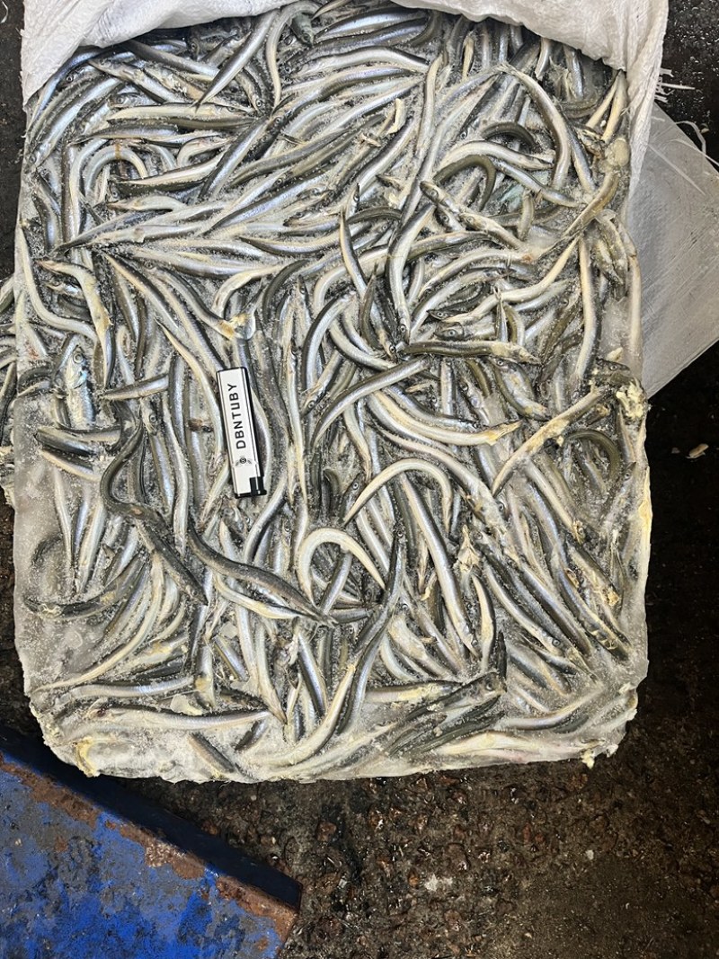 饲料鱼沙里钻船冻沙里钻大条小条