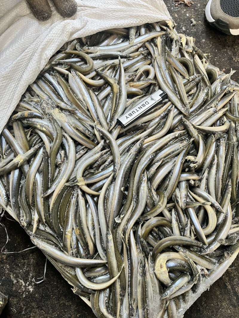 饲料鱼沙里钻船冻沙里钻大条小条