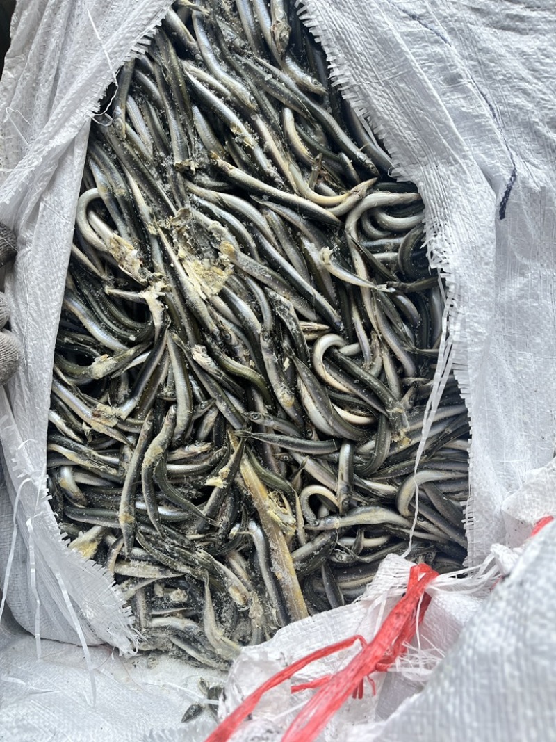 饲料鱼沙里钻船冻沙里钻大条小条