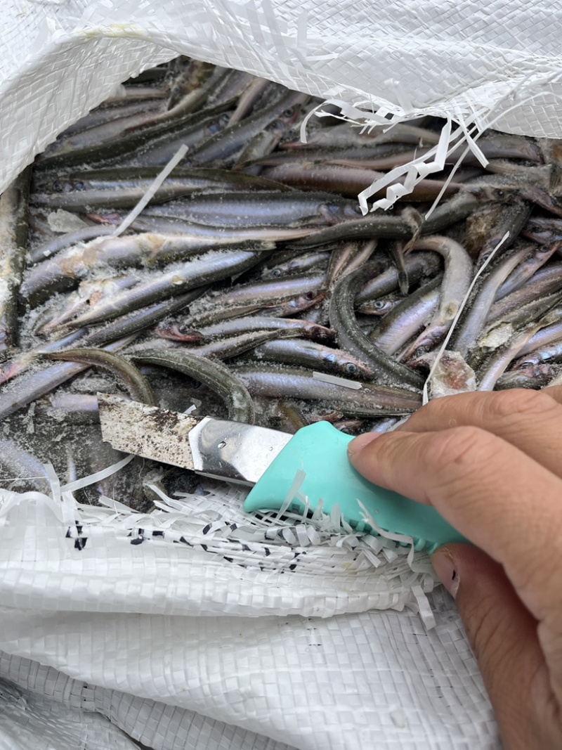 饲料鱼沙里钻船冻沙里钻大条小条