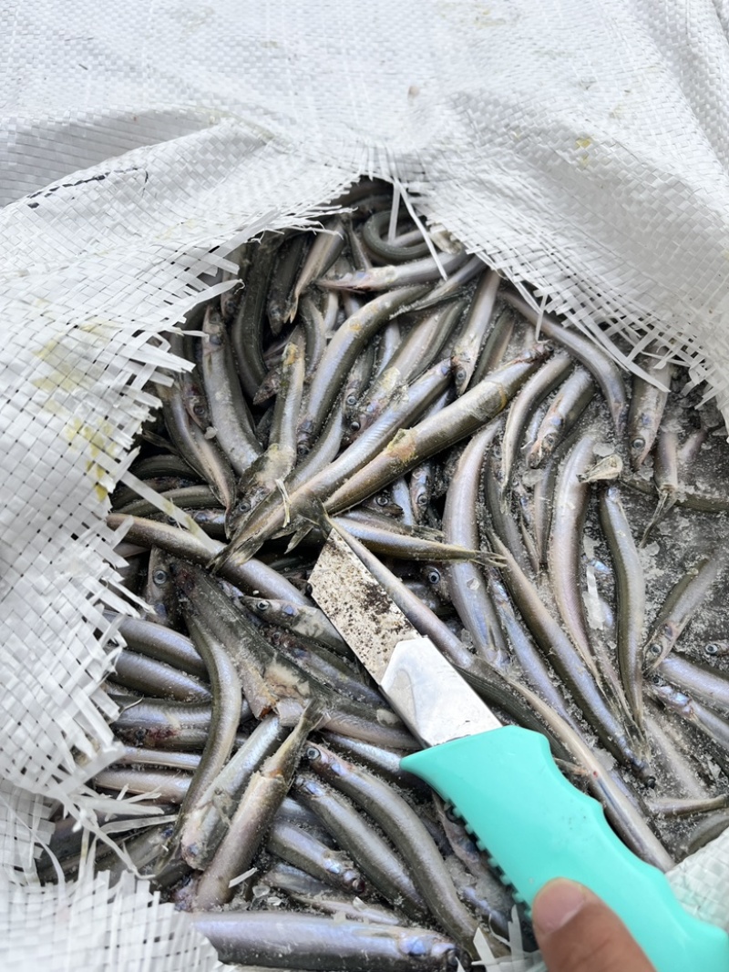 饲料鱼沙里钻船冻沙里钻大条小条
