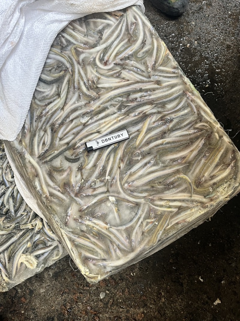 饲料鱼沙里钻船冻沙里钻大条小条