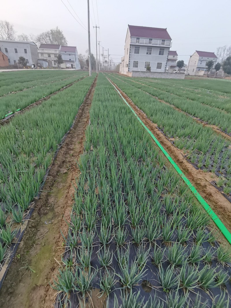 小香葱