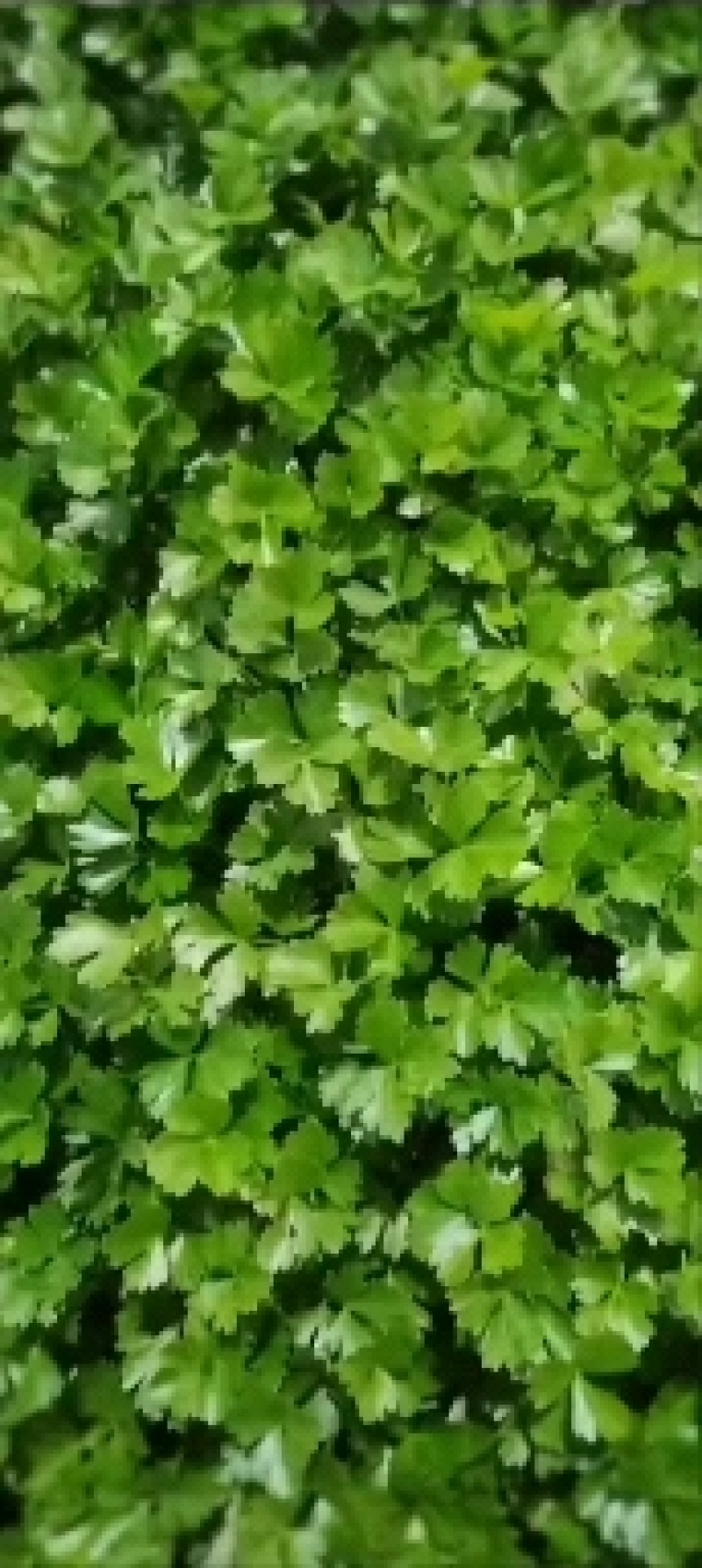 芹菜苗，法国皇后，产量大，穴盘苗，质量可靠，穴盘芹菜苗