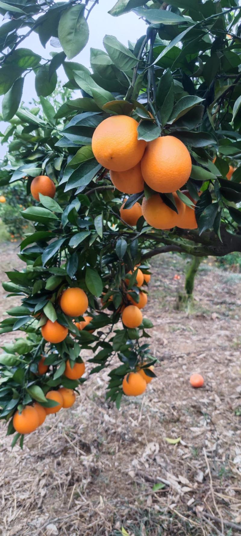 武汉市江夏区大量出售纽荷尔脐橙