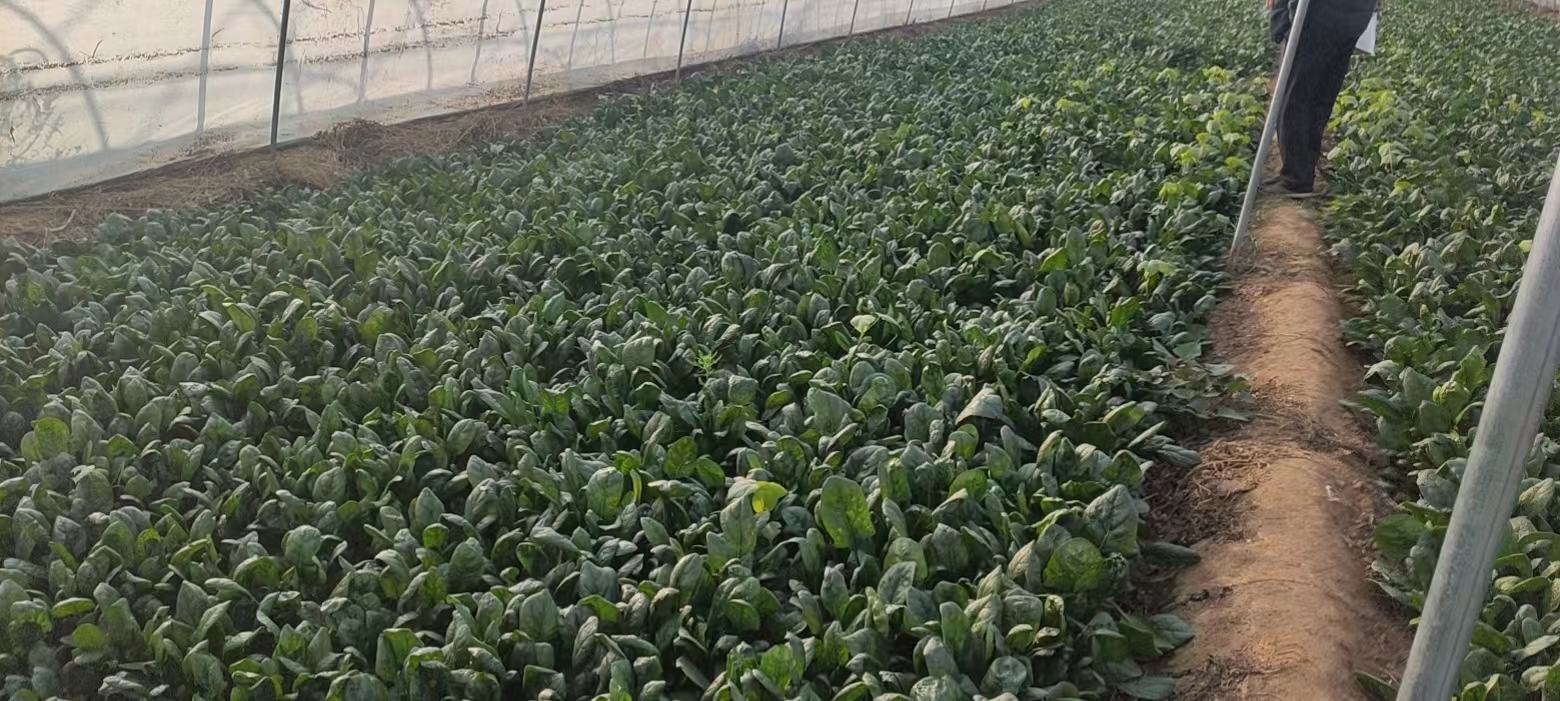 左侧为大叶菠菜,叶片宽大深绿,叶柄长而粗壮;右侧为小叶菠菜,叶片小巧密集,整体紧凑,两者并列摆放于白色背景上,便于直观比较形态差异 大叶菠菜与小叶菠菜对比图