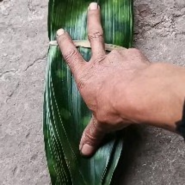 精品粽叶
