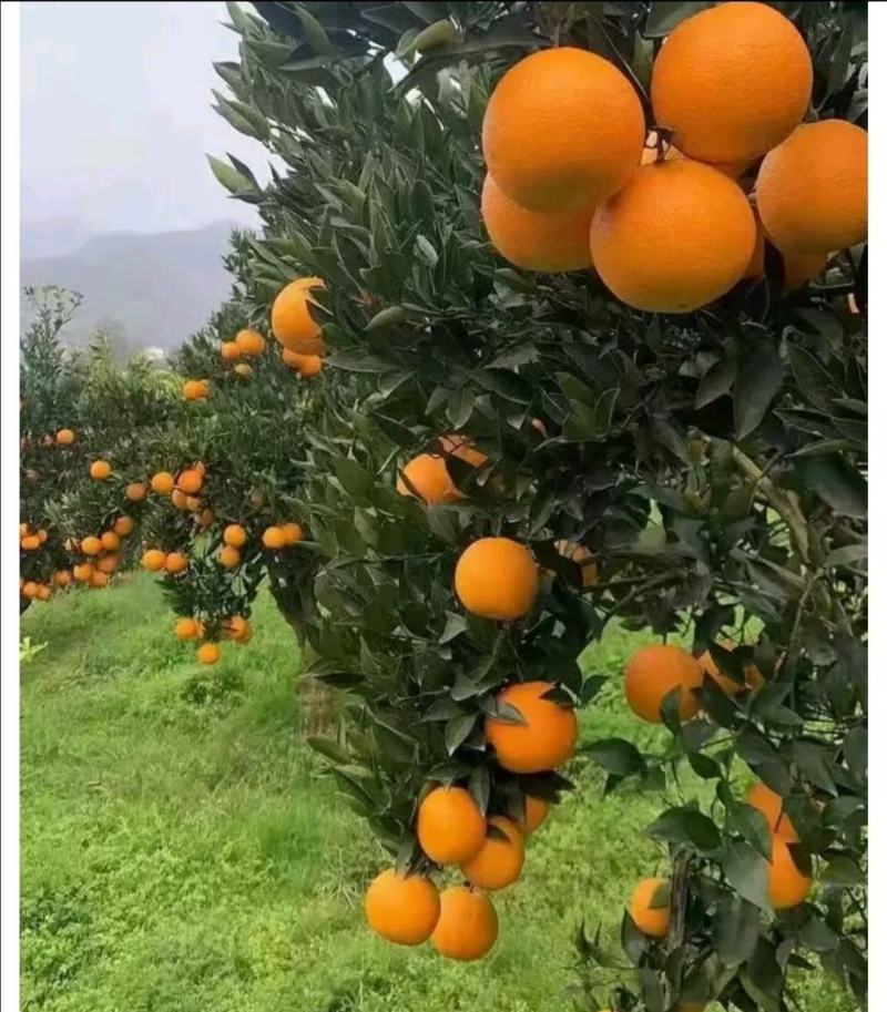 脐橙，秭归脐橙，农户一手货源，果园看货可视频看货
