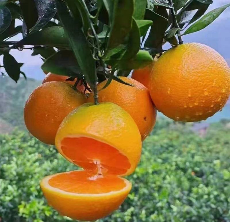 脐橙，秭归脐橙，农户一手货源，果园看货可视频看货