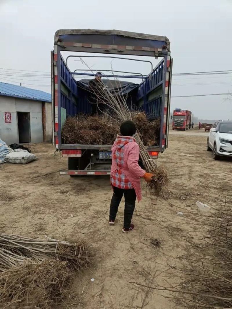 刺槐，刺槐苗，大量供应精品刺槐，现场看看苗，现挖现卖