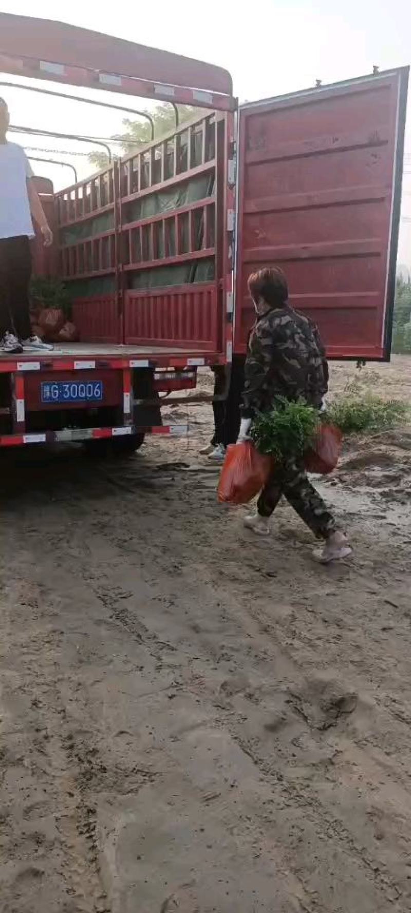刺槐，刺槐苗，大量供应精品刺槐，现场看看苗，现挖现卖