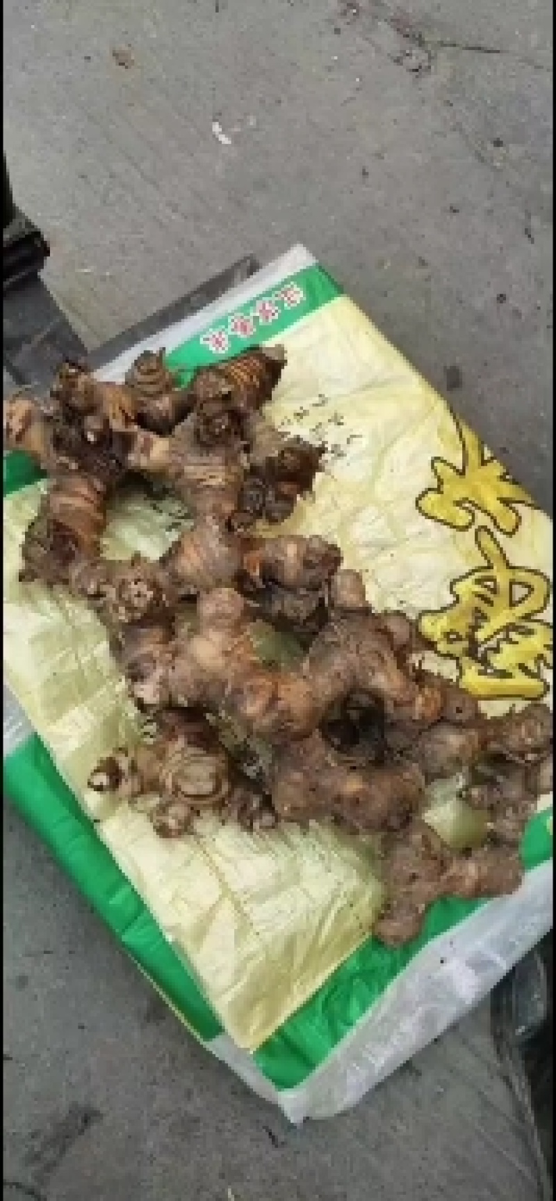 野山姜现挖现收无硫不打药