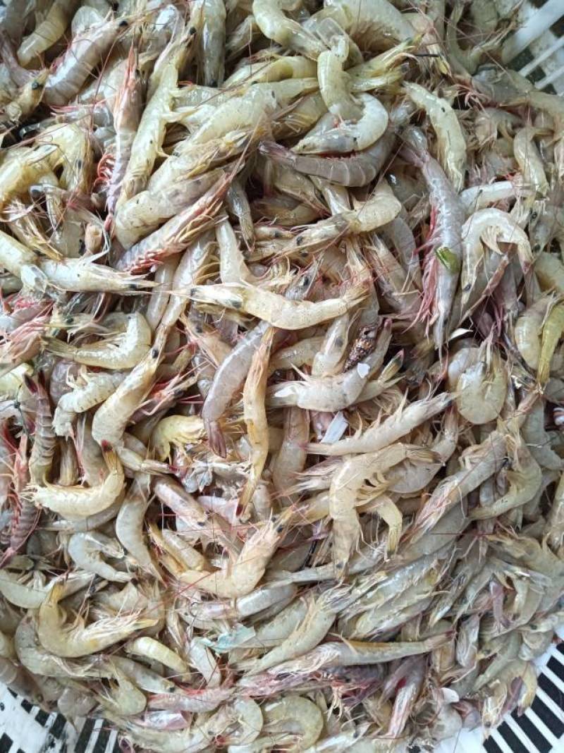王虾海虾