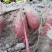 沿海地区西瓜红