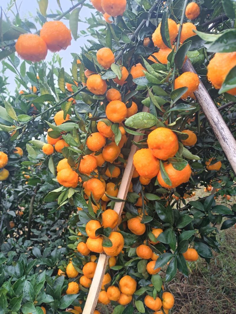 广西桂林市精品南丰蜜橘，蜜橘果面好红度好，口感好