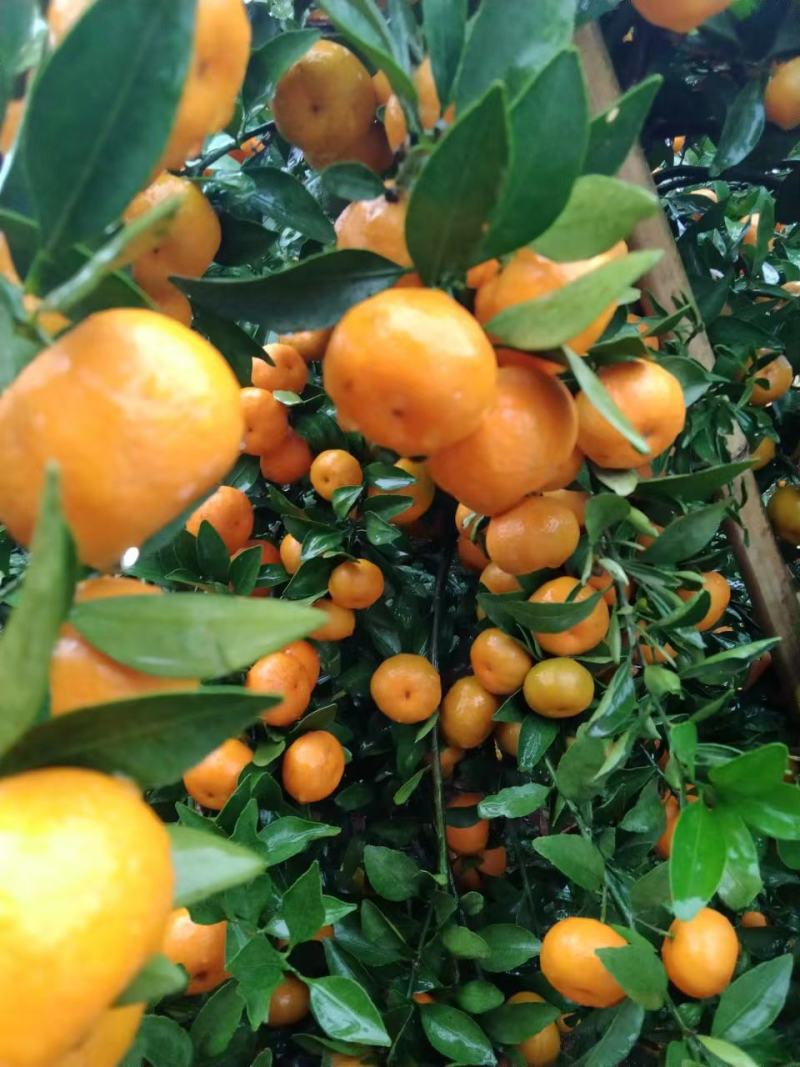 广西桂林市精品南丰蜜橘，蜜橘果面好红度好，口感好