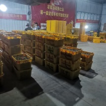 广西柳州融安县滑皮金橘产地直供诚信经营欢迎来电