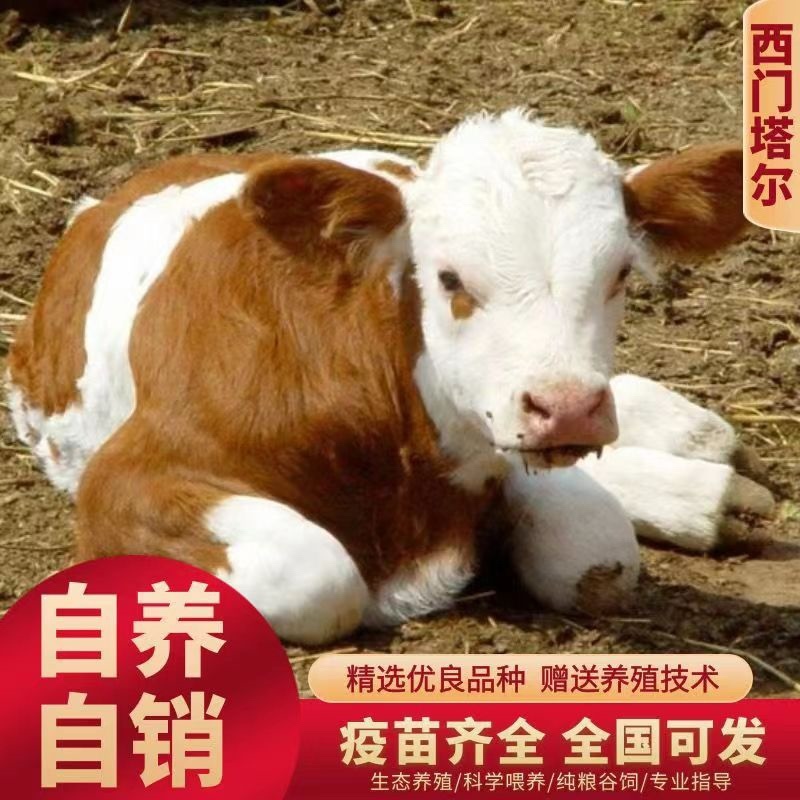 西门塔尔牛犊肉牛犊大量上市农户一手货源诚信第一