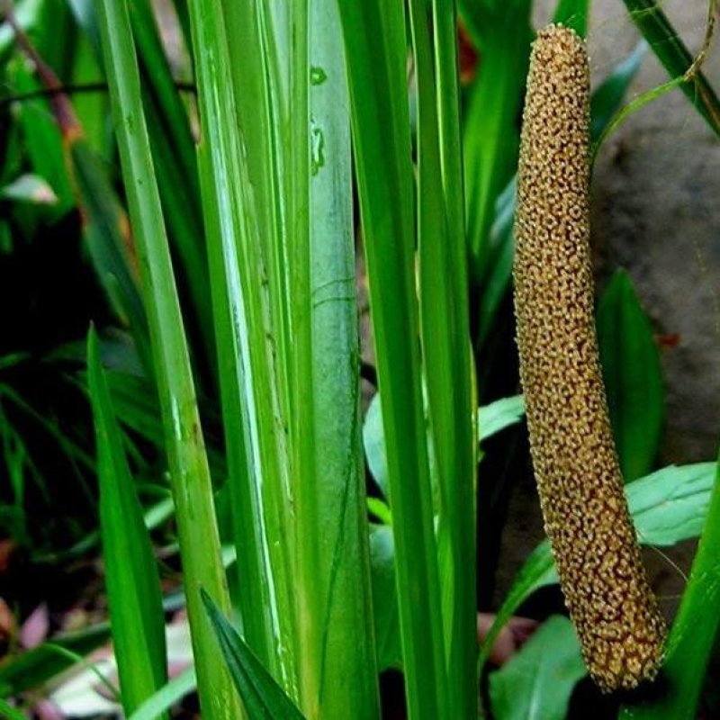 水菖蒲