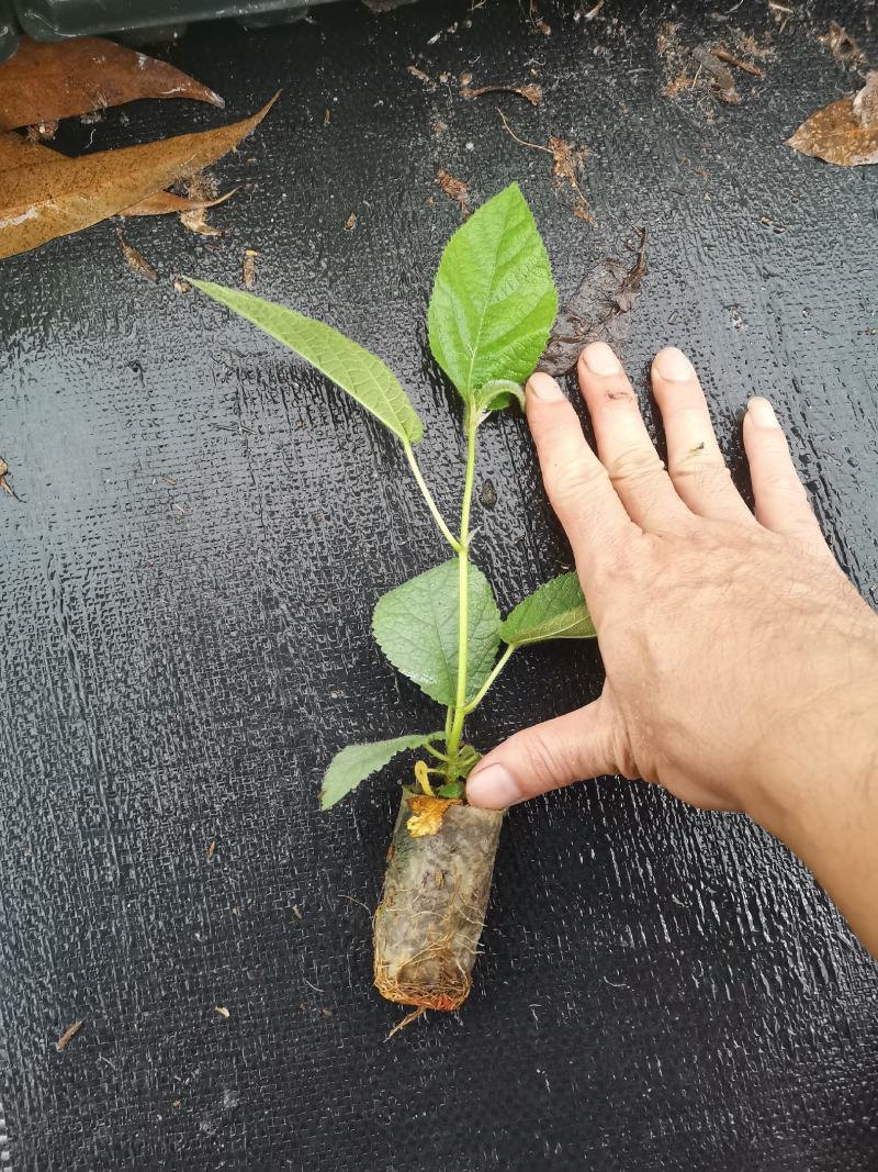 五指毛桃种苗