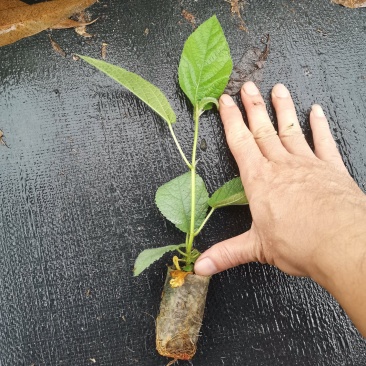 五指毛桃种苗