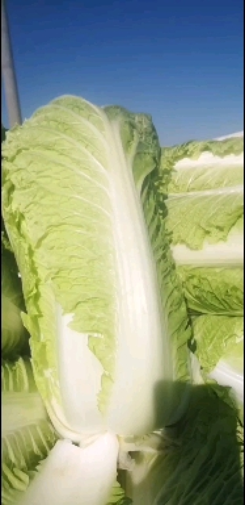 大白菜大量有货，有需要的联系我，价格低