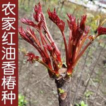 红油香椿树苗，优质种苗，质量好，成活率高，根须发达。