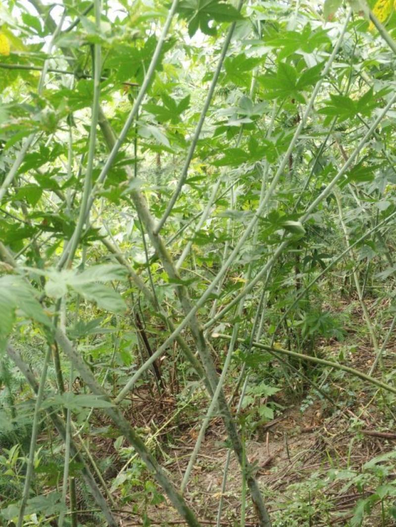 甜叶覆盆子杯苗覆盆子苗七叶甜叶覆盆苗甜茶杯苗