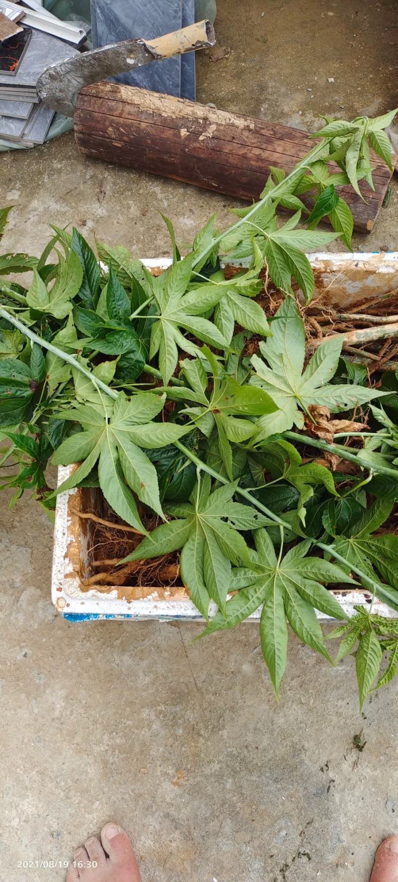 甜叶覆盆子杯苗覆盆子苗七叶甜叶覆盆苗甜茶杯苗