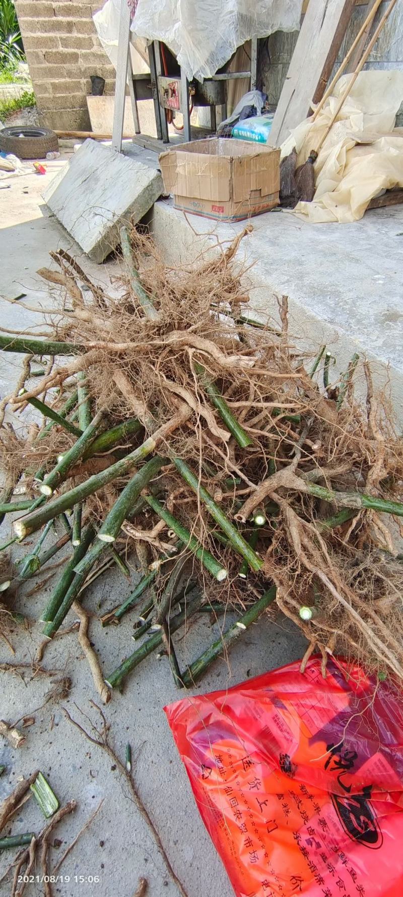 甜叶覆盆子杯苗覆盆子苗七叶甜叶覆盆苗甜茶杯苗