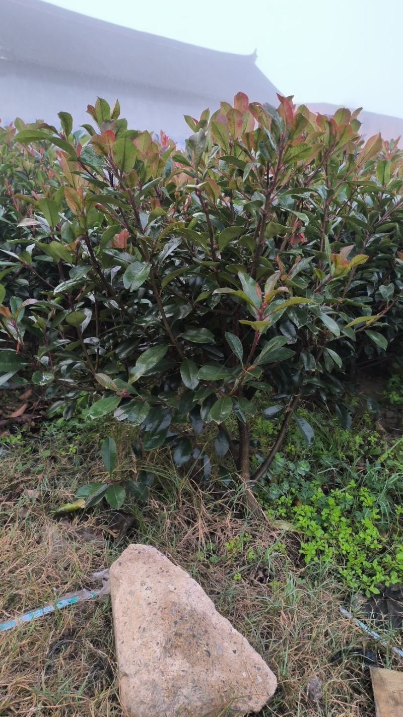 红叶石楠毛球