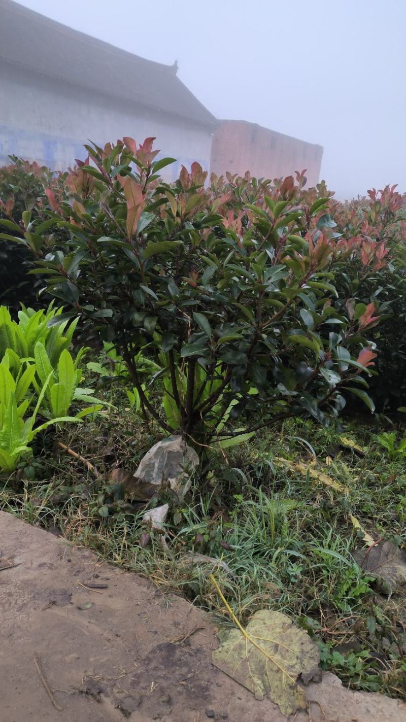 红叶石楠毛球