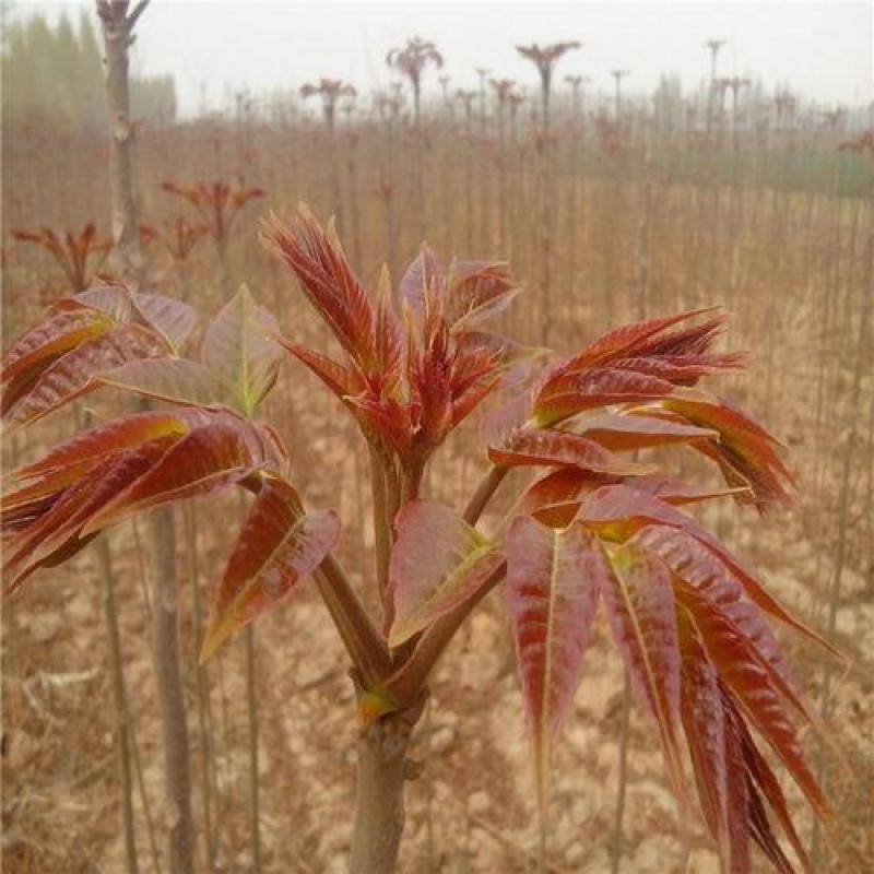 红油香椿树苗，优质种苗，质量好，成活率高，根须发达。