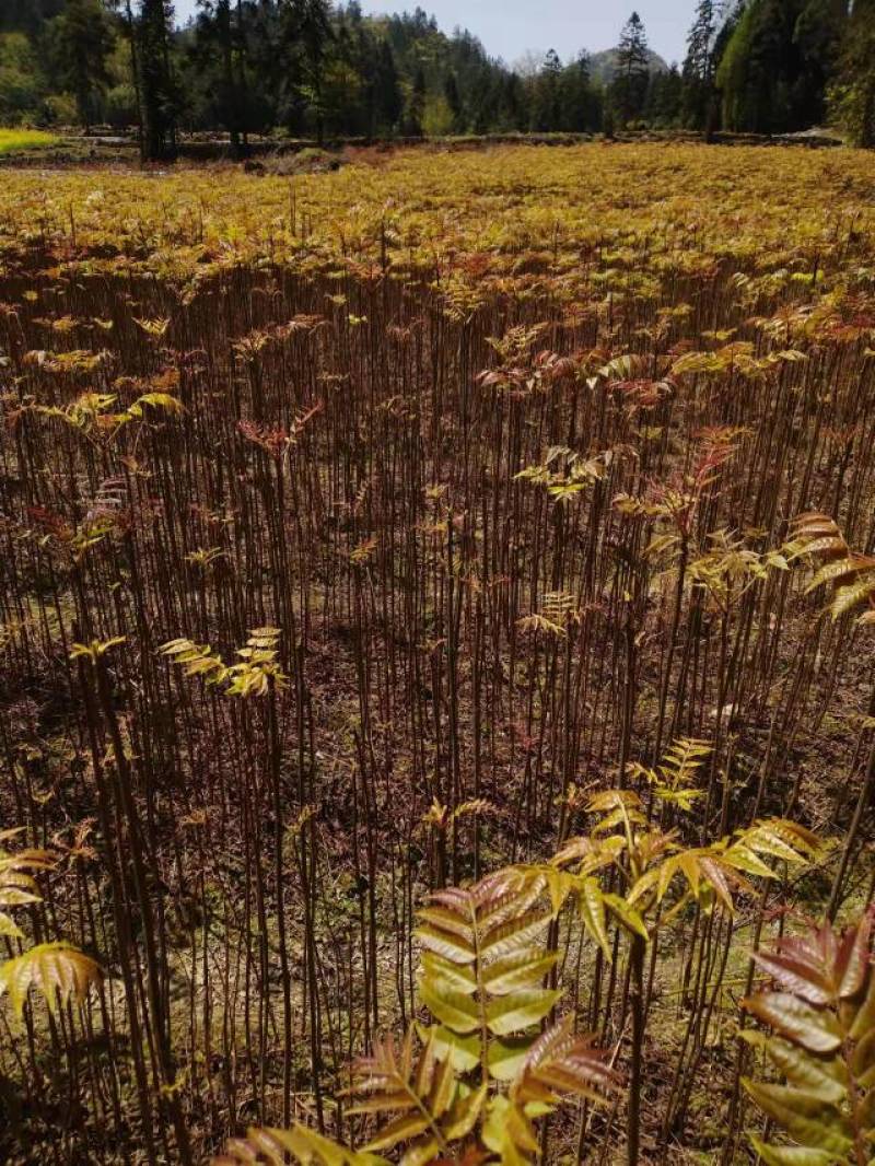 红油香椿树苗，优质种苗，质量好，成活率高，根须发达。