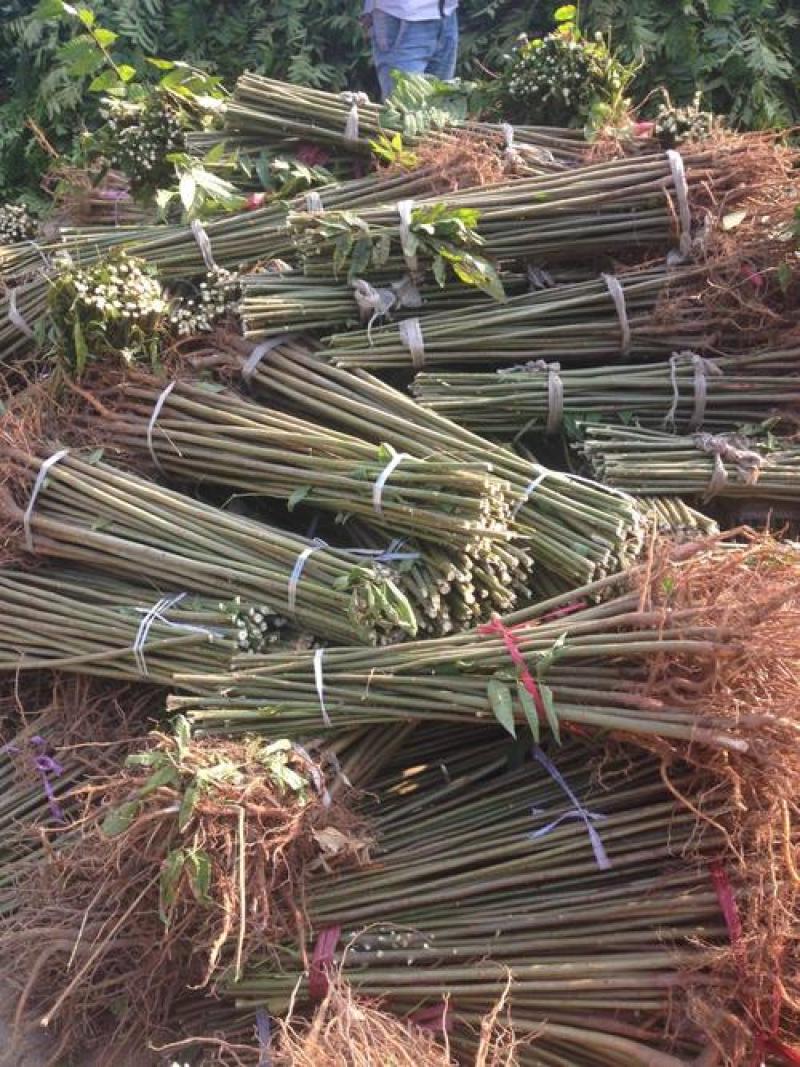 红油香椿树苗，优质种苗，质量好，成活率高，根须发达。