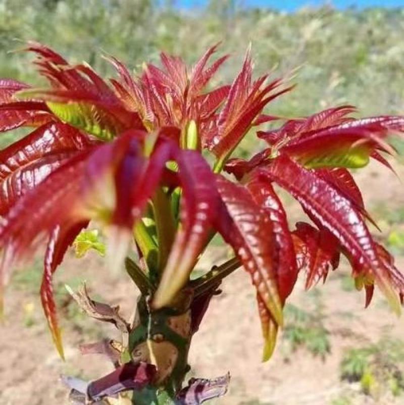 红油香椿树苗，优质种苗，质量好，成活率高，根须发达。