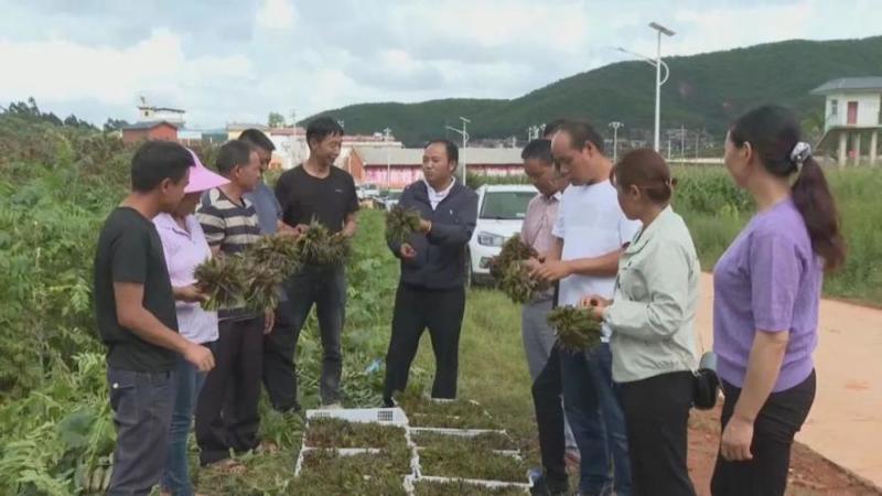 红油香椿树苗，优质种苗，质量好，成活率高，根须发达。