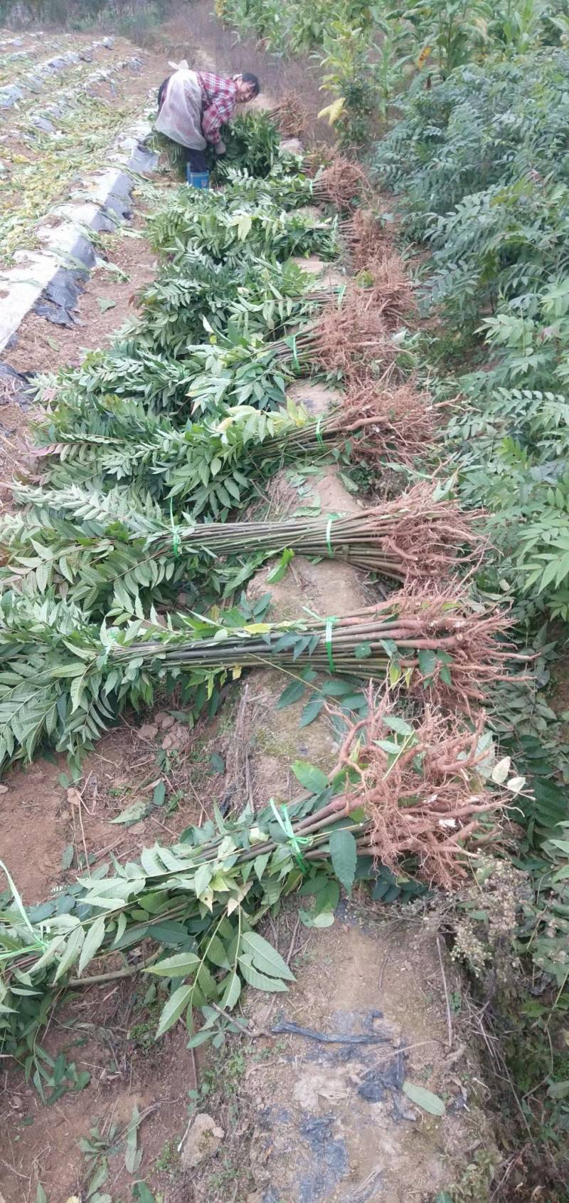 红油香椿树苗，优质种苗，质量好，成活率高，根须发达。