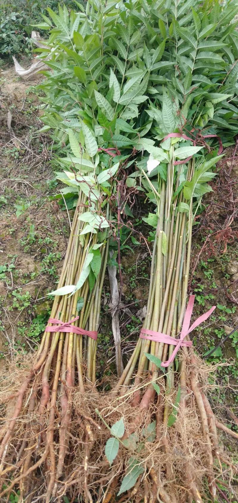 红油香椿树苗，优质种苗，质量好，成活率高，根须发达。