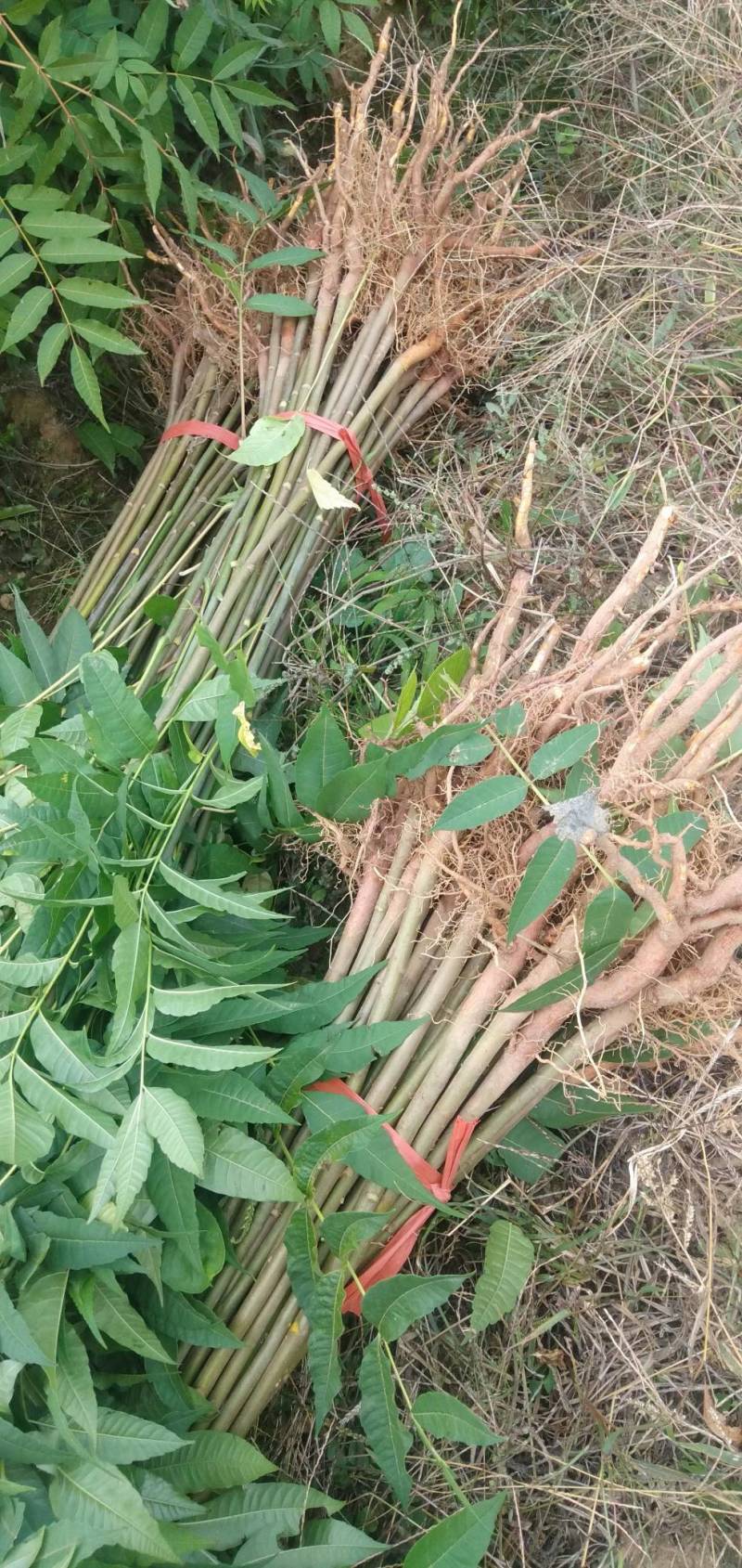 红油香椿树苗，优质种苗，质量好，成活率高，根须发达。